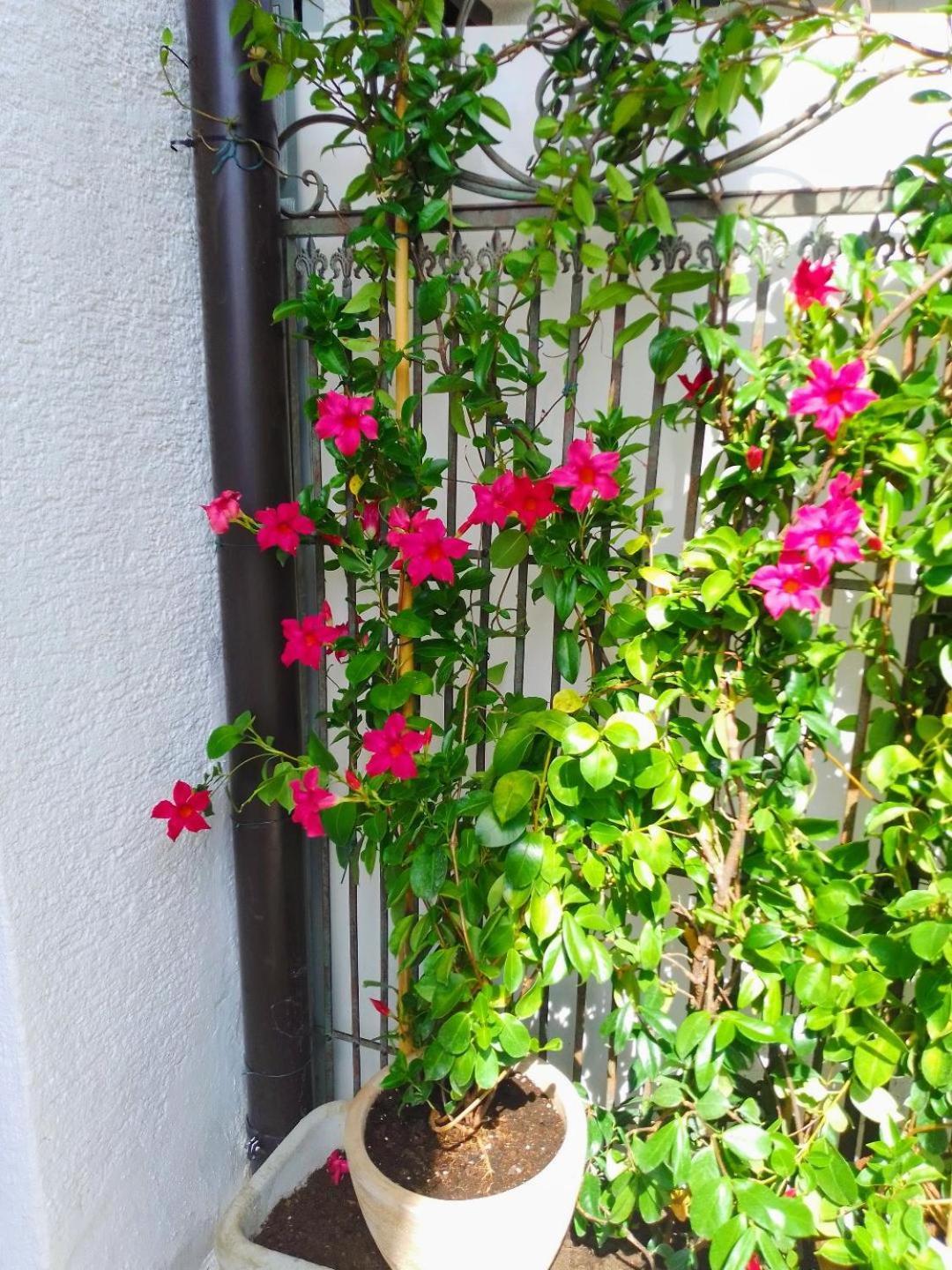 Apartmani Donna Porec Exterior photo